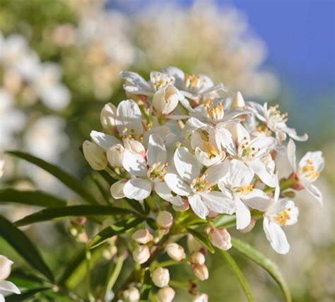 Choisya Ternata Mexican Orange Blossom