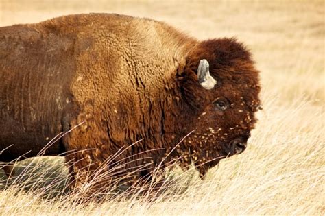 South Dakota Wildlife in Early Winter