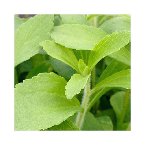 Stevia – BuyPlants.co.uk