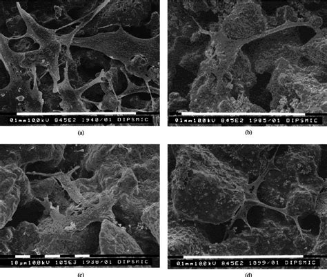 Sem Micrographs Of Osteoblast Like Cells Cultured On Bulk Gc Sncm And