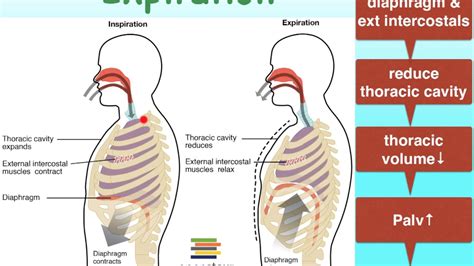 Pulmonary Ventilation Equation