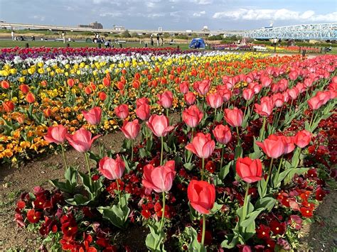 【足立区】荒川河川敷”虹の広場”では、カラフルなチューリップが満開です！風にそよぐ鯉のぼりに子供たちも楽しそうです♪ 号外net 足立区