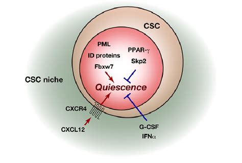 Intrinsic And Extrinsic Regulation Of Cancer Stem Cell Csc Behavior