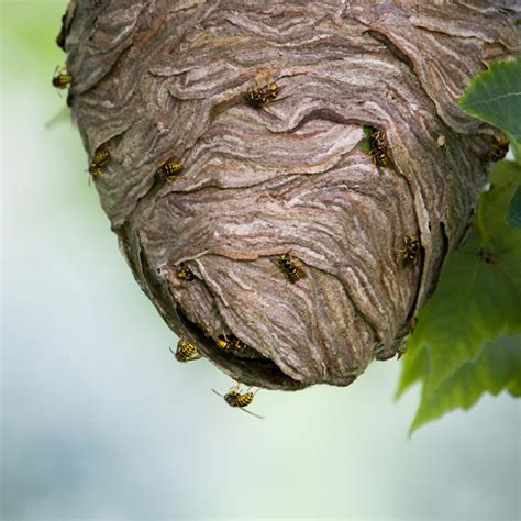 Wasp Control Services In Calgary Ecopest