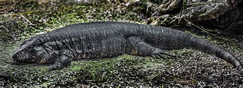 teju lizard stock   royalty  stock   dreamstime