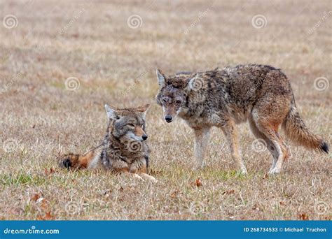 Two Coyotes In An Open Prairie Stock Image Image Of Field Bullrush