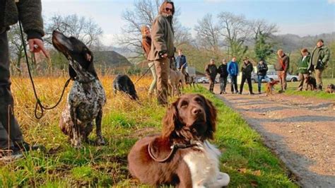 Pseudowut Entwarnung für Hunde im Emsland und NOZ