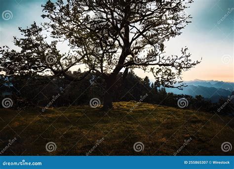 Silhouette of an Oak Tree during Sunset with Mountains in the ...