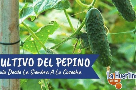 La guía completa para cultivar pepinos consejos técnicas y secretos