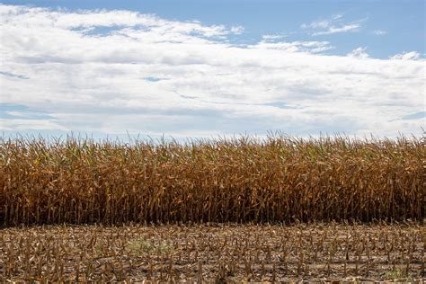 Field Cornfield Corn - Free photo on Pixabay - Pixabay