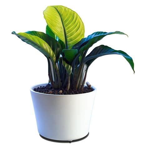 Indoor Plants Png Images 100