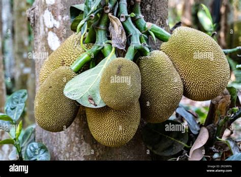 Group Of Green Jackfruit Hanging On Brunch Tree In The Gardenthis