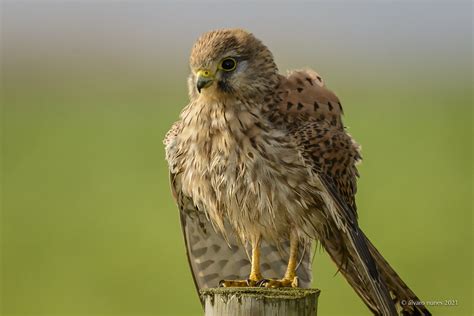 Peneireiro Vulgar Common Kestrel Falco Tinnunculus Flickr