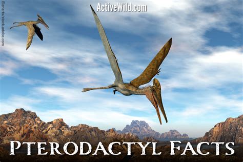 Pterodactyl Facts Pictures Information Prehistoric Flying Reptile