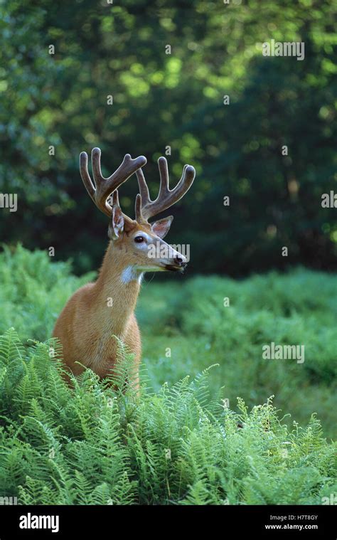 White Tailed Deer Odocoileus Virginianus Ten Point Buck In Velvet