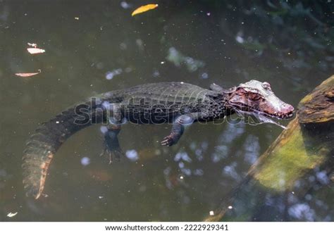 449 Dwarf Caiman Stock Photos, Images & Photography | Shutterstock