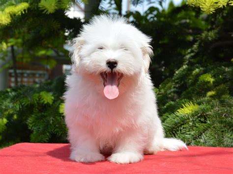 Coton de Tulear Puppies For Sale | Euro Puppy | Coton de tulear, Coton ...