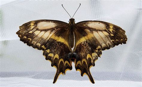 10 Rarest Butterflies In The World A Z Animals