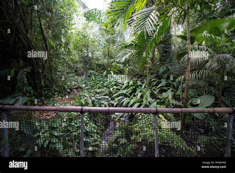 Rainforest Biome Eden Project Stock Photo Alamy