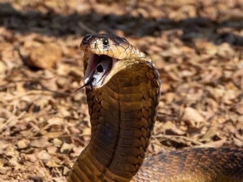 Animais Pe Onhentos Caracter Sticas Acidentes Prepara Enem