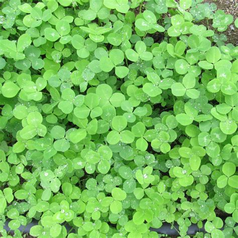 Medium Red Clover Cover Crop Organic Seeds – Hudson Valley Seed Company