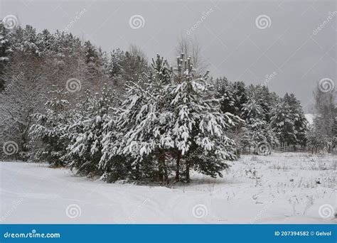 Paisagem Florestal De Inverno Silhuetas Escuras De Rvores Nuas