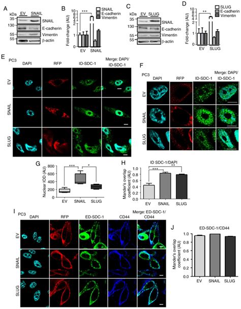 Snail Expression Correlates With The Translocation Of Syndecan