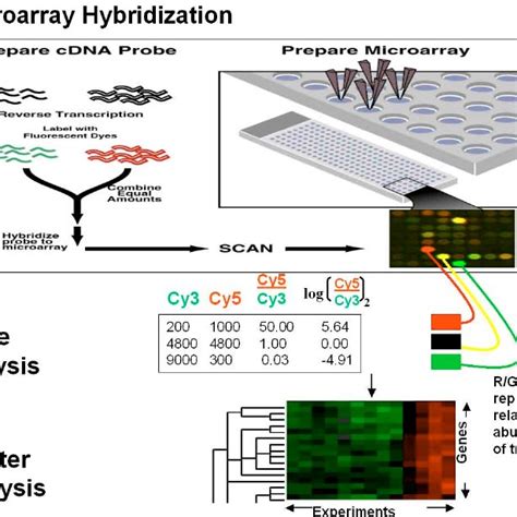 Common Limitations And Solutions To Dna Microarray Methodology Download Scientific Diagram