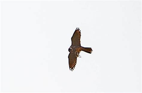 Hobby Croston Moss Lancashire UK LPA 1158 Kestrel2694 Flickr