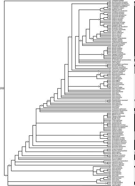 The Single Most Parsimonious Tree Based On The Morphological Data Download Scientific Diagram