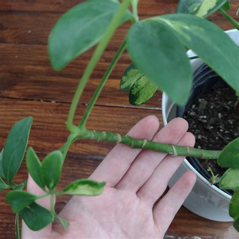 How To Easily Propagate Your Umbrella Plant So It Roots The Girl