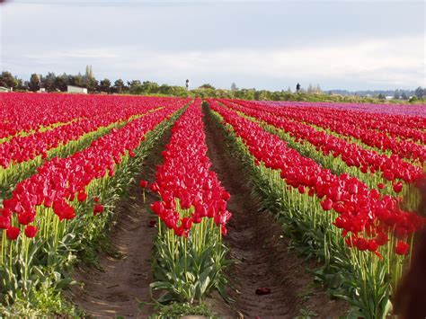 Tulip Festival Washington State | Tulip festival washington, Tulip ...