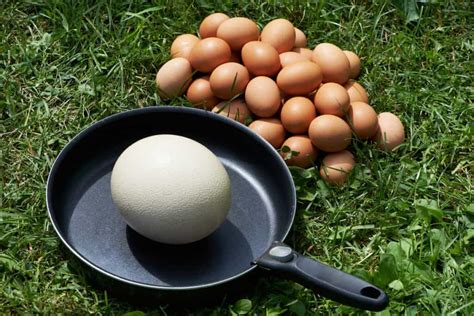 What Does An Ostrich Egg Taste Like