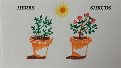 Herb Plants Drawing