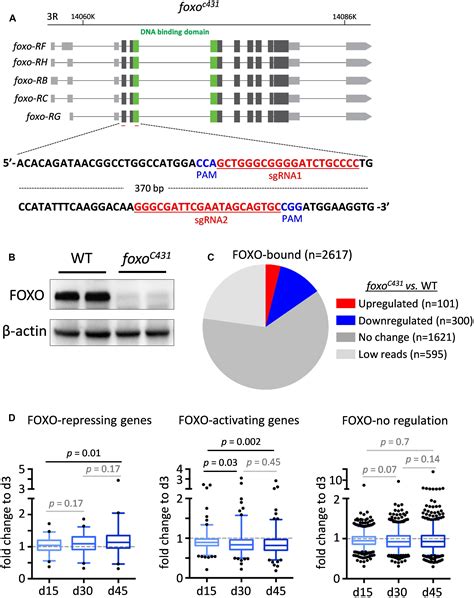 Frontiers Age Dependent Changes In Transcription Factor Foxo