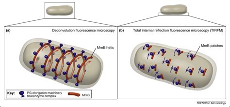 Mreb Pilot Or Passenger Of Cell Wall Synthesis Trends In Microbiology