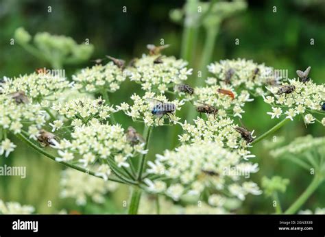 Heracleum blumen Fotos und Bildmaterial in hoher Auflösung Alamy