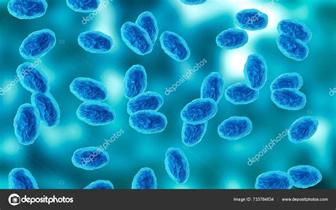 Colony Bordetella Pertussis Bacterium Causes Pertussis Whooping Cough