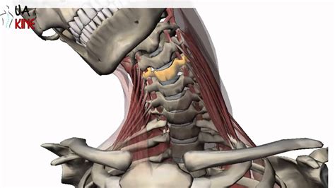 De Columna Cervical Hot Sex Picture