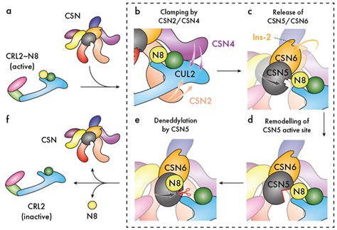 Structural Basis Of Cullin 2 Ring E3 Ligase Regulation By The Cop9