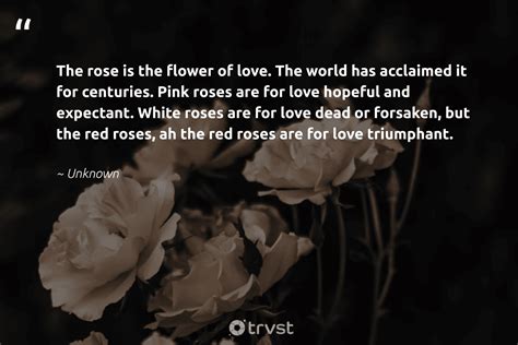 White Rose Love Quotes