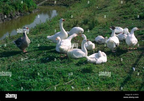 White farm free range Embden geese by water Stock Photo - Alamy