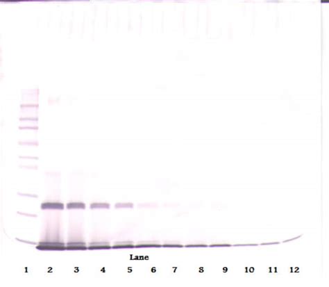 Invitrogen Il Polyclonal Antibody Peprotech Invitrogen G