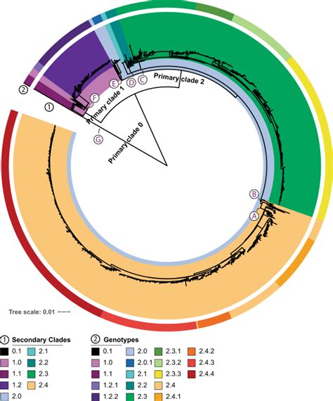 Paratype A Genotyping Tool For Salmonella Paratyphi A Reveals Its