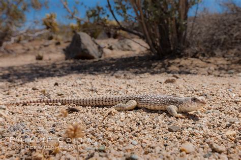 Desert Iguana In Joshua Tree National Park Dipsosaurus Dorsalis Photo