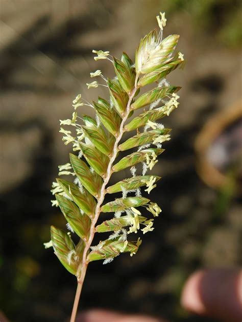 Common Hare Grass From Greyton Nature Reserve 7233 South Africa On