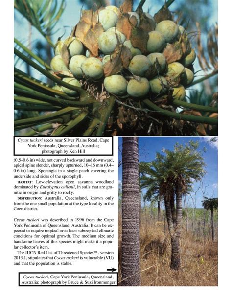 The Cycads, Volume 1: Asia & Australia | NHBS Academic & Professional Books