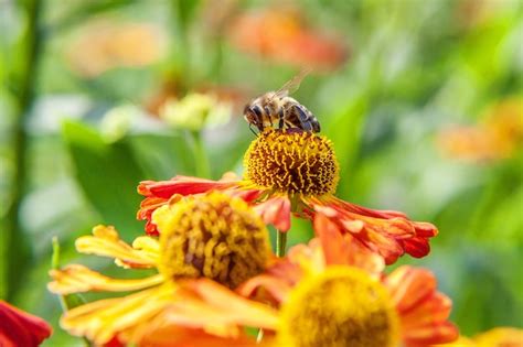 Premium Photo Honey Bee Covered With Yellow Pollen Drink Nectar