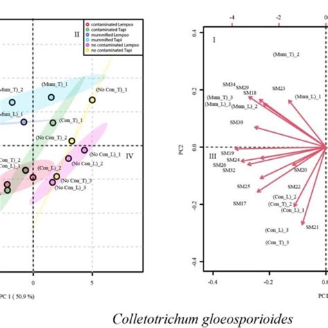 Principal Component Analysis Pca Scores Plot A And Biplot B