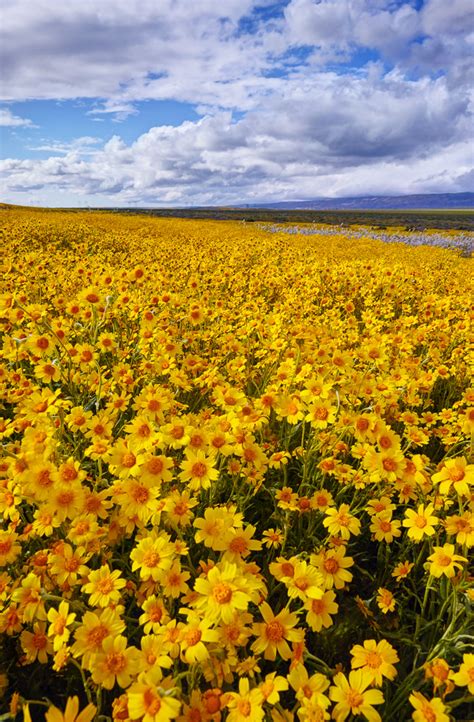 Carrizo Plain Wildflowers